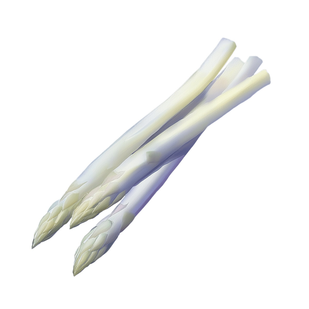 White asparagus spears depicted in a detailed clipart style