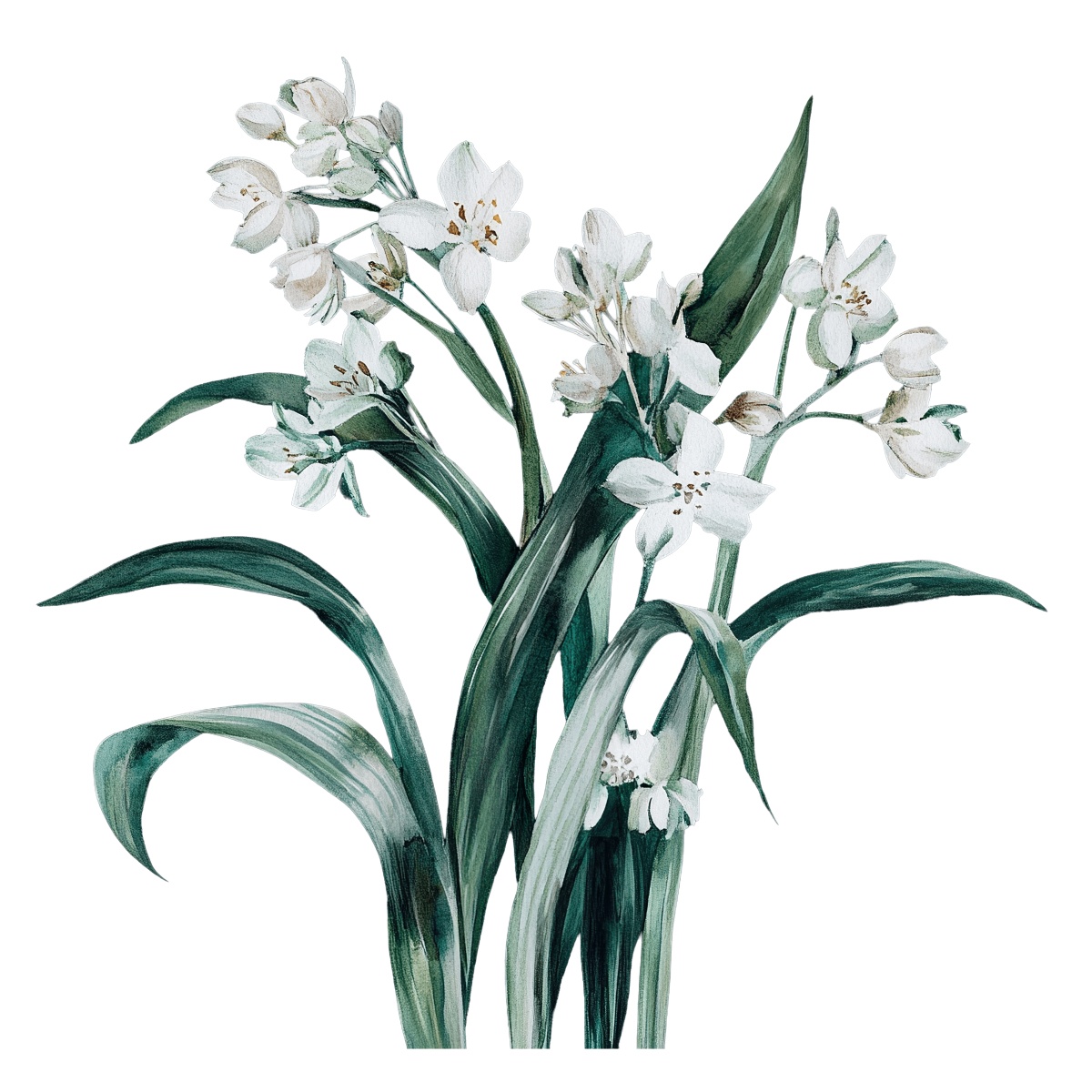 White lilies with green leaves in a botanical clipart style