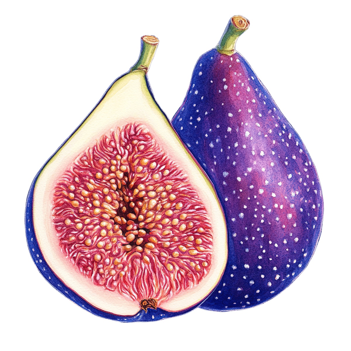 Whole purple fig and a halved fig with detailed interior texture