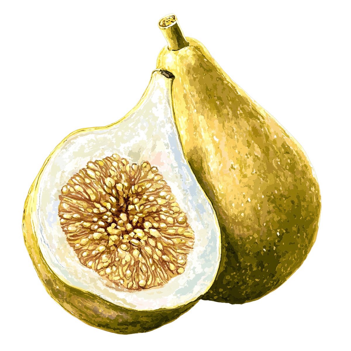 Whole yellow fig and a halved fig with detailed interior texture