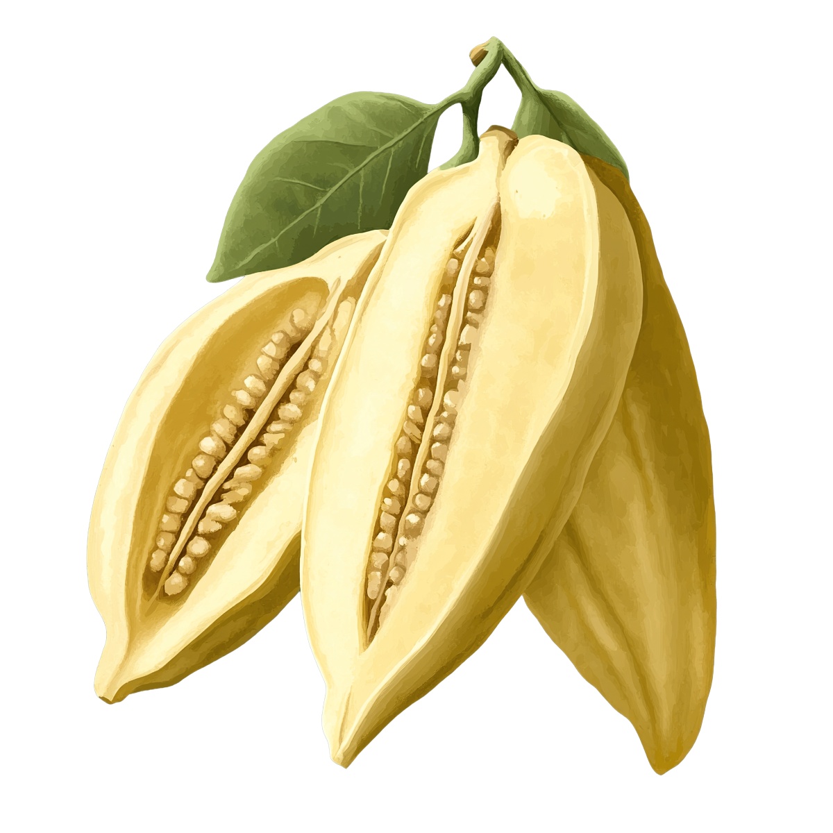 Yellow banana fruit with green leaf and visible seeds in clipart style.