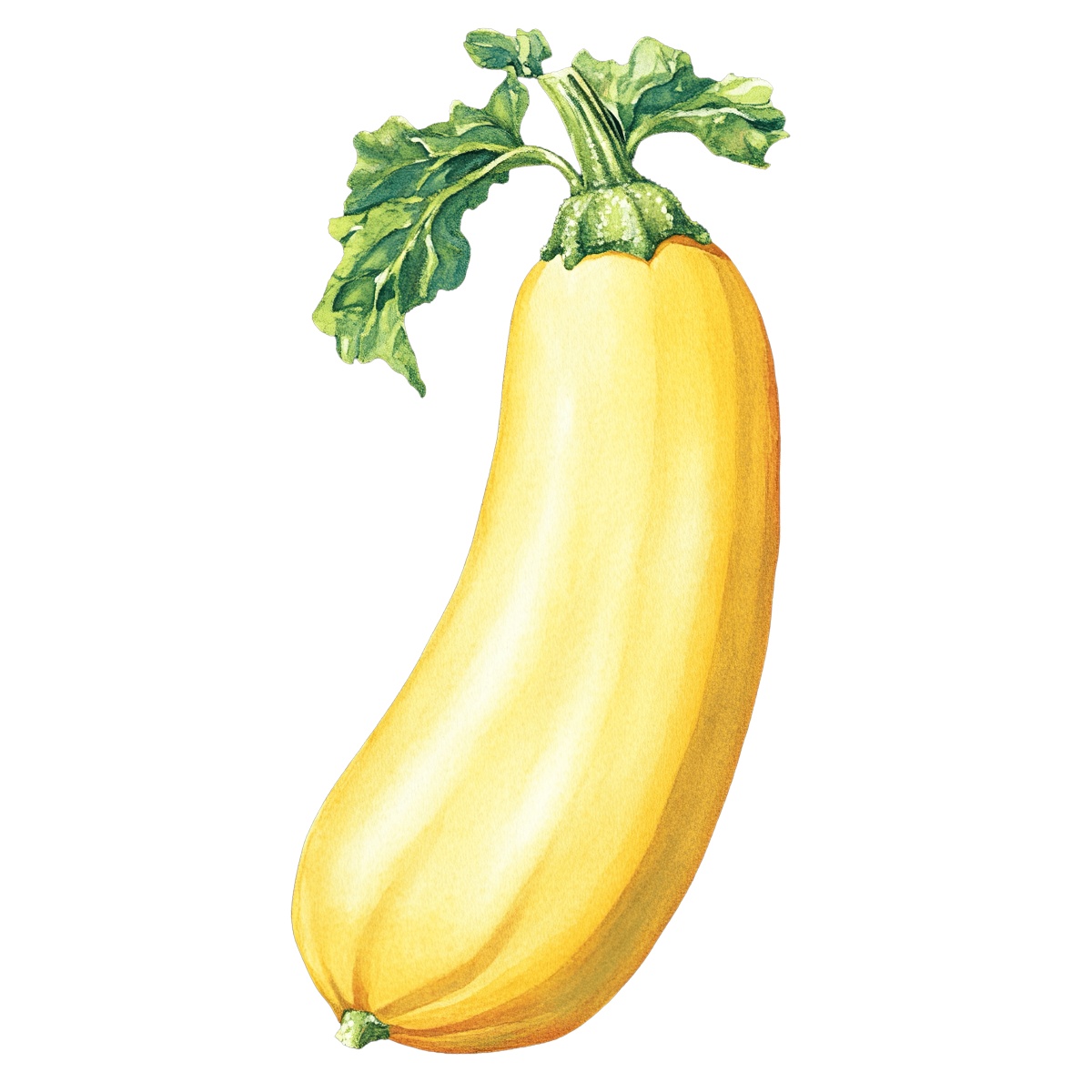 Yellow zucchini with green leaves depicted in a detailed clipart style.